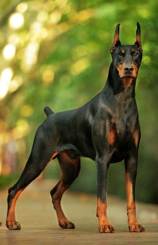 Keyframe Manipulation